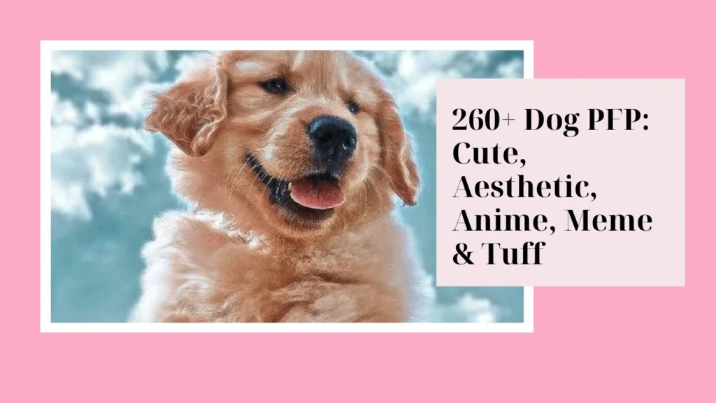 Dog PFP