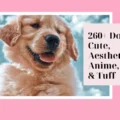 Dog PFP