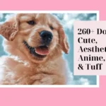 Dog PFP