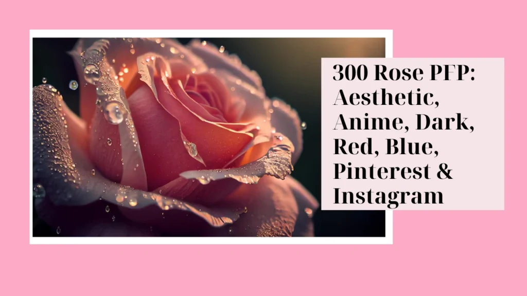 Rose PFP